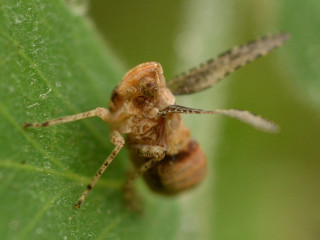 Bug leaf water droplets macro - a leaf free wallpaper for desktop