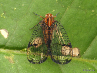 Close up bug leaf nearby - female free wallpaper