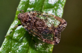 Bug leaf water droplets holography - a leaf free wallpaper