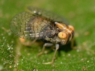 Bug green leaf water drops - female free wallpaper for desktop