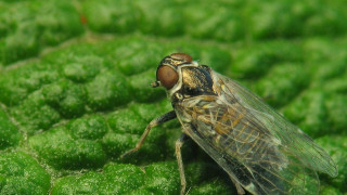 Fly green leaf sun sunny - female free wallpaper