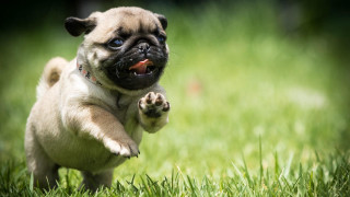 Pug running grass paw open - a small pug dog free wallpaper