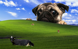 Pug cows green hill surrealism - 4k resolution free wallpaper