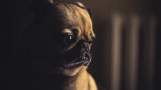 Small dog sad looking camera 2 - somber free wallpaper
