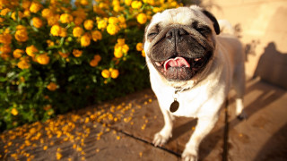 Small pug dog sidewalk mouth - a small pug dog free wallpaper