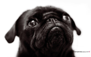 Black dog sad looking up - its face and nose free wallpaper
