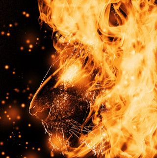Lion flames black yellow background - flame free wallpaper for tablet