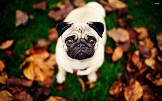 Small pug dog grass leaves - a small pug dog free wallpaper