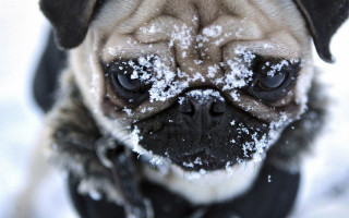 Pug snow sad looking camera - melting free wallpaper