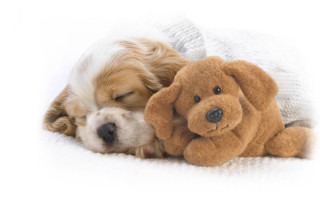 Dog sleeping stuffed animal blanket 2 - toy free wallpaper