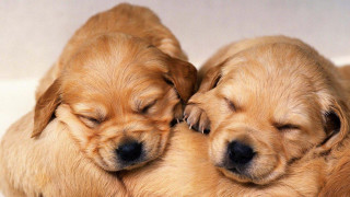 Sleeping puppies white surface eyes - two puppy free wallpaper