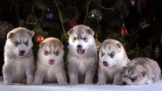 Puppies christmas tree lights holiday - ayo free wallpaper for desktop