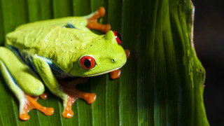 Green frog red eyes leaf 3 - a green frog free wallpaper for desktop