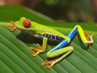 Green frog red eye leaf - a green frog free wallpaper for desktop