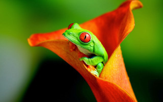 Green frog red eyes flower 2 - a green background and a blurry background free wallpaper