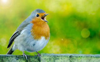 Red breasted blue bellied bird - clara miller burd free wallpaper