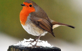 Small bird wood snow green - foot free wallpaper