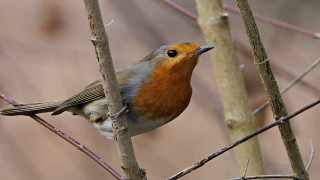 Small bird perched tree branch 9 - branch free wallpaper for desktop