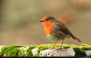 Small bird mossy surface blurry - mossy free wallpaper