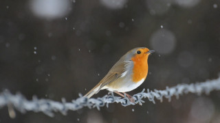 Small bird perched wire snow - surface and a blurry background free wallpaper