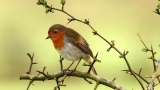 Small bird perched tree branch 3 - christopher williams free wallpaper