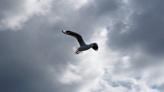Bird flying cloudy sky air - a bird in the foreground free wallpaper