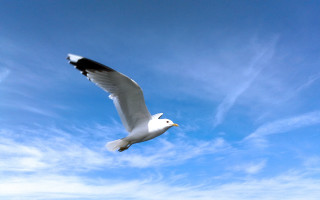 White bird flying blue sky 2 - bascove free wallpaper