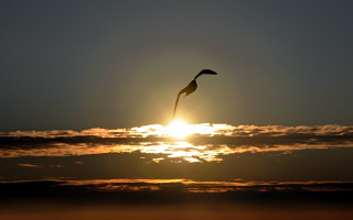 Bird flying sunset sun clouds - the sun in the background free wallpaper