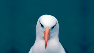 White bird surrealism album cover - menacing free wallpaper