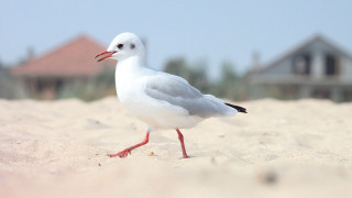 White bird red beak sand - upper body free wallpaper