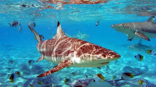 Fish group swimming ocean man - wet free wallpaper