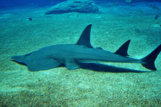Large black shark ocean rocks - underwater free wallpaper for desktop