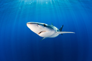 Shark swimming ocean sunbeam person - a shark swimming in the ocean free wallpaper