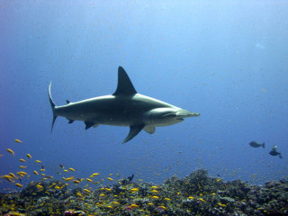 Large white shark swimming ocean 2 - fish free wallpaper for desktop