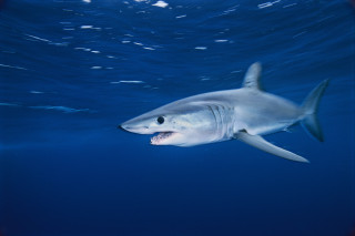 White shark open mouth digital - sharp high detail free wallpaper