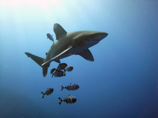 Shark swimming ocean fish group - a wet suit free wallpaper