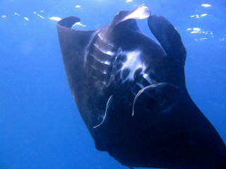 Dolphin aurora starry sky ocean - underwater free wallpaper