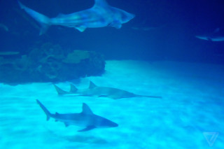 Sharks aquarium blue water coral - a large aquarium free wallpaper