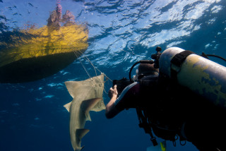 Man holding fish underwater yellow - a fish free wallpaper