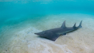 Black white shark beach ocean - mouth free wallpaper