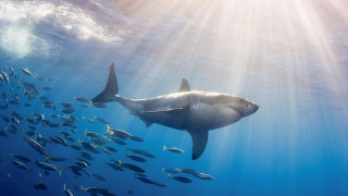 Large shark swimming ocean fish - fish free wallpaper for desktop