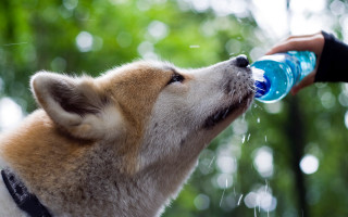Dog drinking water bottle hand - a bottle free wallpaper