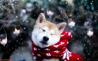 Dog scarf candlelight snow falling 2 - brian snøddy free wallpaper