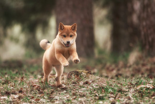 Small dog running forest leaves - a small dog free wallpaper