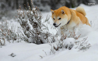 Dog running snow field bushes - brian snøddy free wallpaper