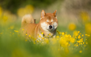 Dog laying yellow flowers eyes - dan content free wallpaper