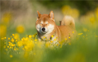 Dog laying field flowers grass - closed free wallpaper