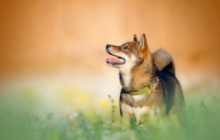 Dog standing field grass mouth 2 - environmental free wallpaper for desktop