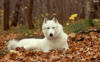 White dog leaves forest basket - autumn free wallpaper