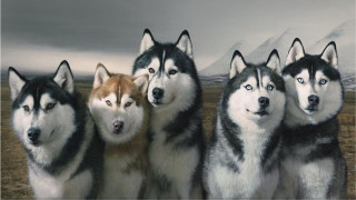 Husky dogs field grass snow - husky free wallpaper